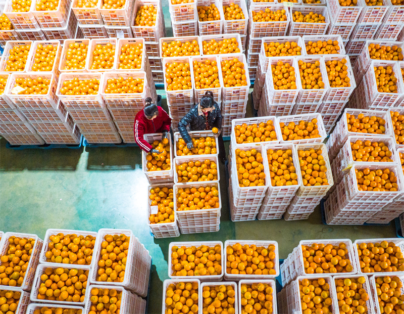 Hubei : les exportations d'oranges fra?ches de Zigui battent leur plein