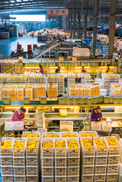 Hubei : les exportations d'oranges fra?ches de Zigui battent leur plein