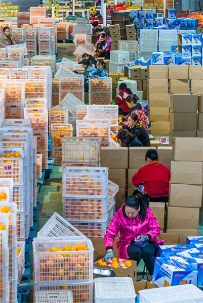 Hubei : les exportations d'oranges fra?ches de Zigui battent leur plein