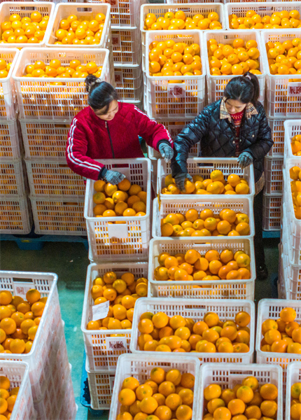 Hubei : les exportations d'oranges fra?ches de Zigui battent leur plein