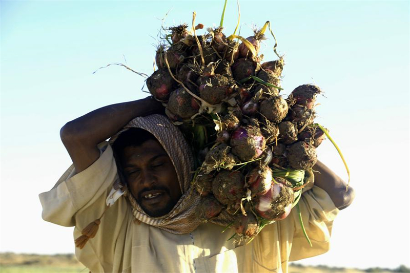 Un agriculteur soudanais transporte le 15 décembre 2024 des oignons récoltés dans un champ à la ville de Dongola, dans l'Etat du Nord du Soudan. (Xinhua/Magdi Abdalla)