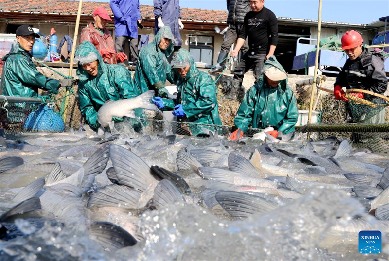 Zhejiang : une saison de pêche d'hiver fructueuse dans le village de Dongheng