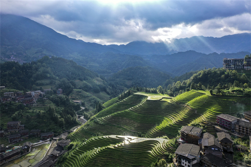 Des champs en terrasses dans le village de Dazhai du district de Longsheng, dans la région autonome Zhuang du Guangxi (sud de la Chine), le 11 juillet 2024. (Photo :  Cao Yiming)