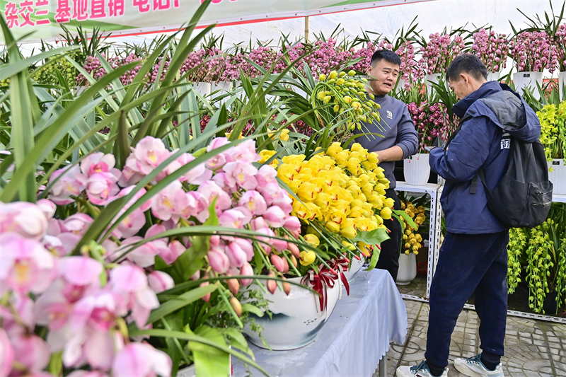 Shandong : à l'approche du Nouvel An, les ventes de fleurs battent leur plein à Qingzhou