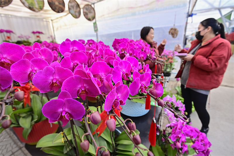 Shandong : à l'approche du Nouvel An, les ventes de fleurs battent leur plein à Qingzhou