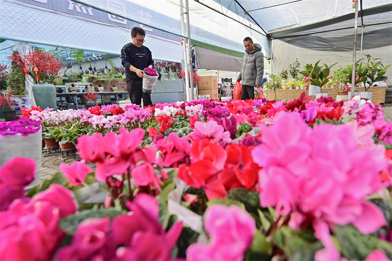 Shandong : à l'approche du Nouvel An, les ventes de fleurs battent leur plein à Qingzhou