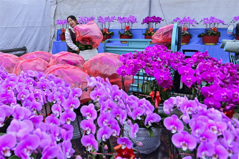 Shandong : à l'approche du Nouvel An, les ventes de fleurs battent leur plein à Qingzhou