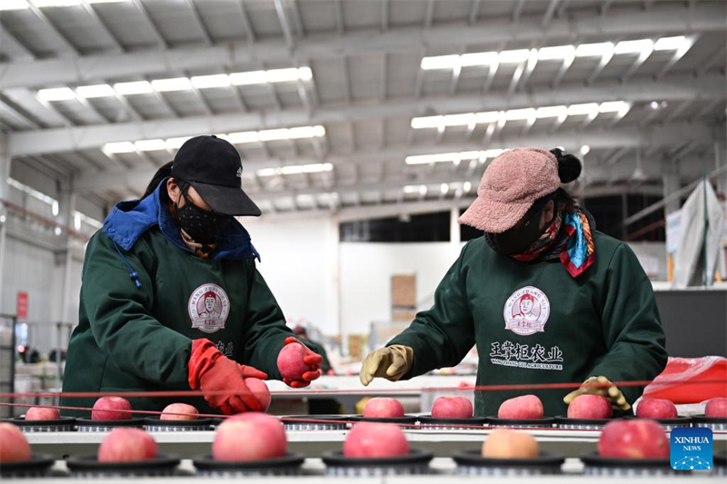 Shaanxi : le comté de Luochuan entre dans la haute saison des ventes de pommes