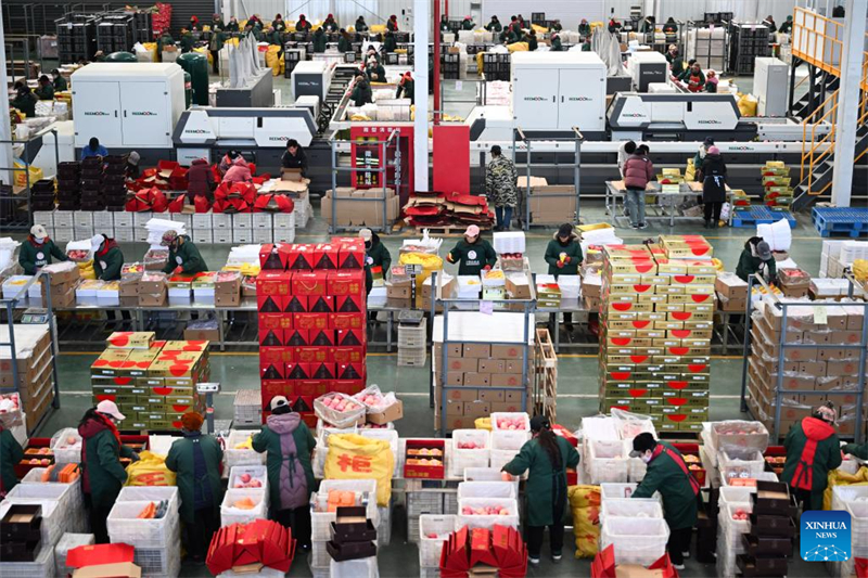 Shaanxi : le comté de Luochuan entre dans la haute saison des ventes de pommes