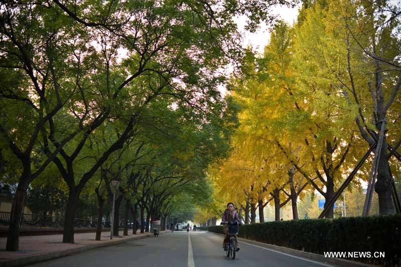 Paysage de ginkgos en automne à Beijing