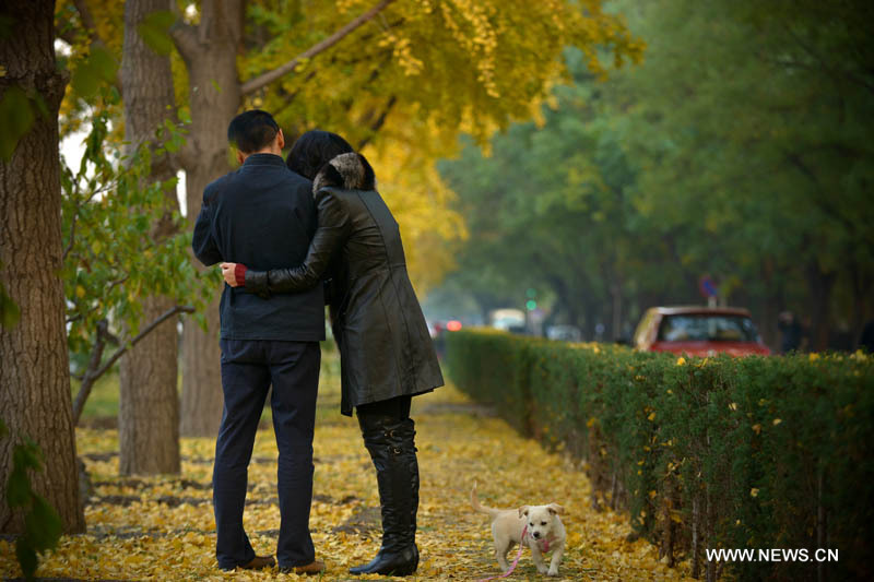 Paysage de ginkgos en automne à Beijing (2)