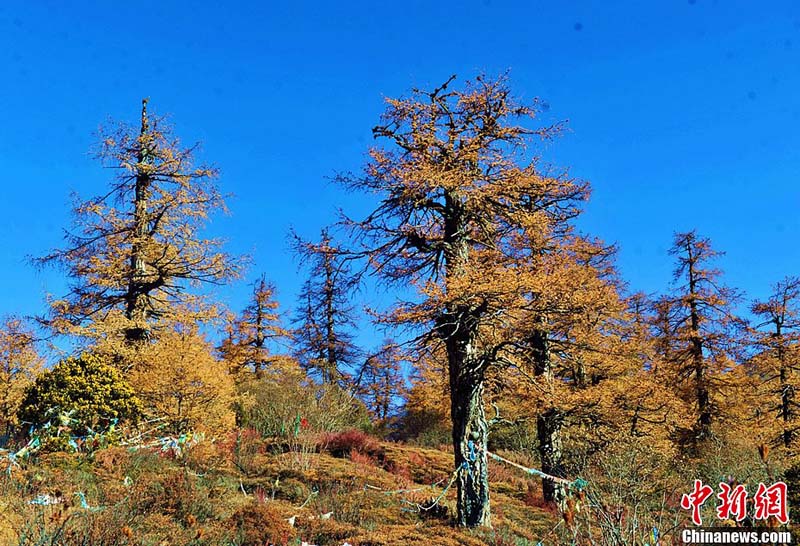 L'automne du dernier Shangri-La (6)