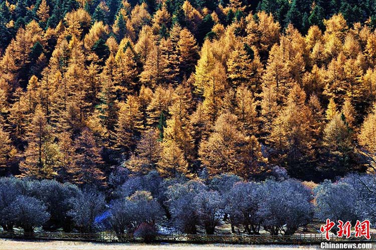 L'automne du dernier Shangri-La (4)