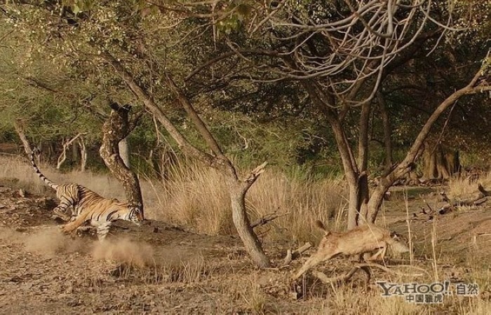 Tigre, un grand prédateur terrestre (3)