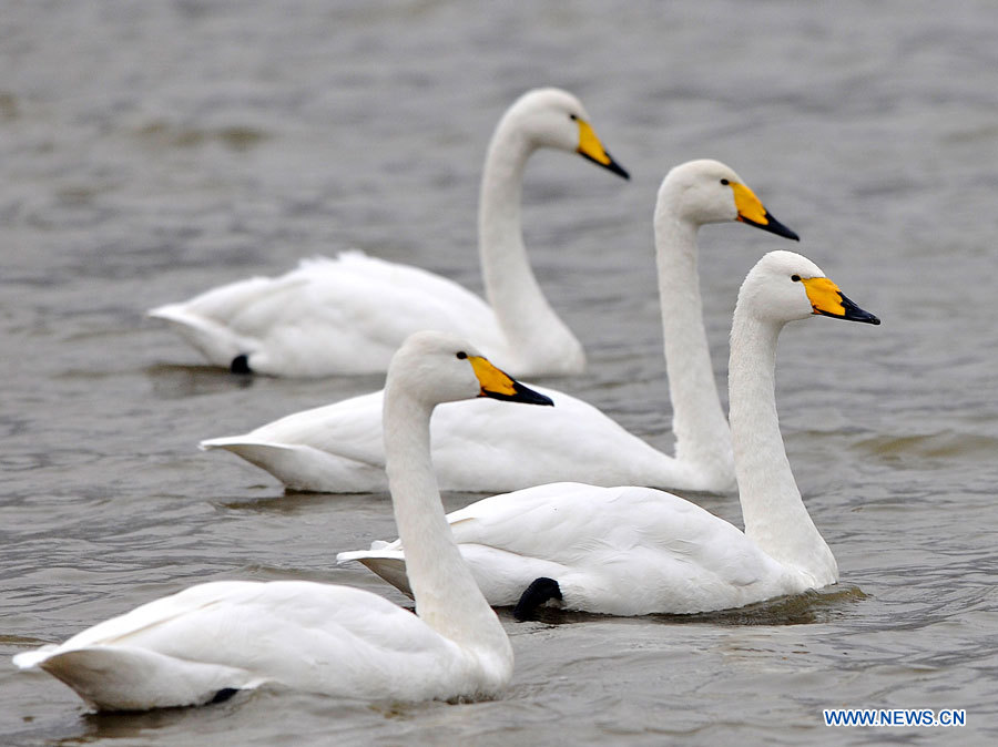 Chine : cygnes blancs migrateurs au Shanxi (nord) (2)