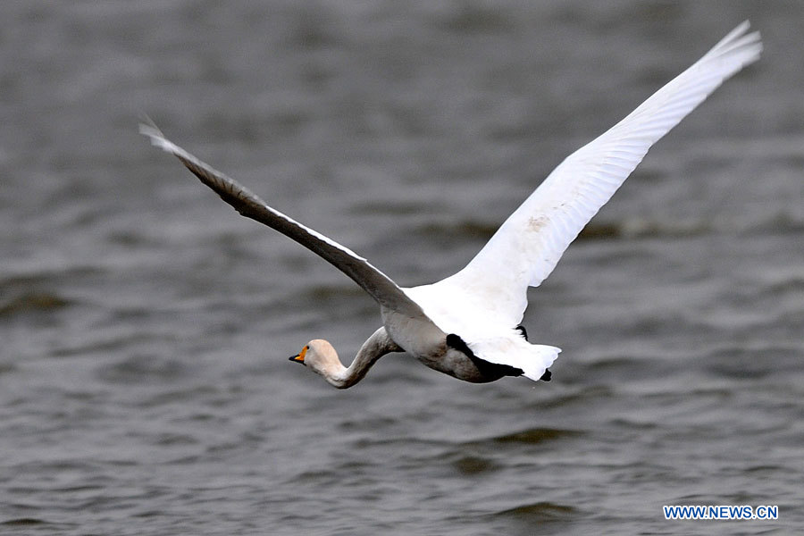 Chine : cygnes blancs migrateurs au Shanxi (nord)