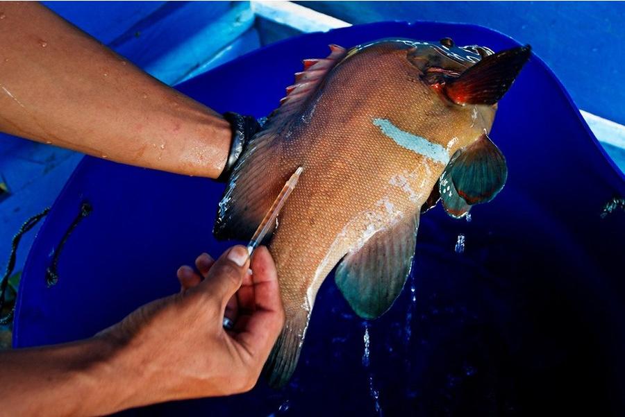 Aujourd'hui, les Bajau utilisent souvent du cyanure pour la pêche. Cette nouvelle ? technique ? étant très nuisible à l'environnement, ils doivent injecter de la tétracycline dans le corps des poissons pour que ceux-ci vivent plus longtemps.