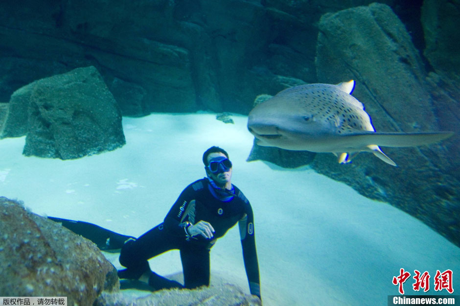 Le fran?ais Pierre Frolla nage en apnée avec des requins (4)