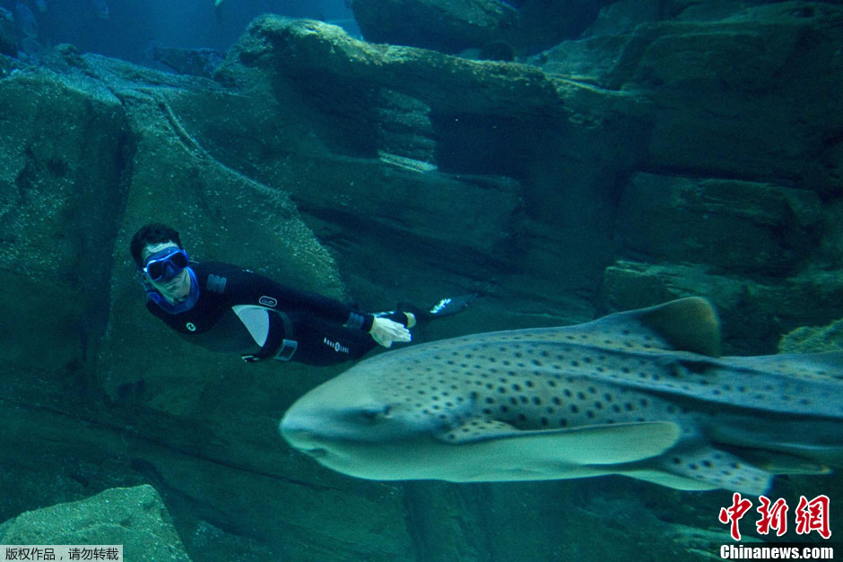 Le fran?ais Pierre Frolla nage en apnée avec des requins