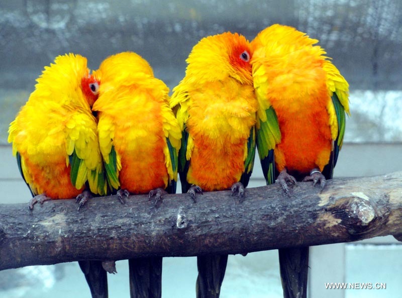 Quatre perroquets perchés sur une branche dans le Zoo de Suzhou, ville de la province orientale du Jiangsu, le 24 novembre 2012.