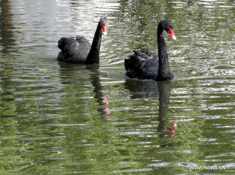 Deux cygnes noirs du Zoo de Suzhou, ville de la province orientale du Jiangsu, le 24 novembre 2012. 