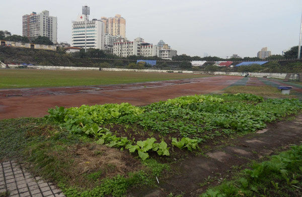 Un potager cultivé dans un coin du terrain du Stade de Datianwan -qui fut était autrefois le premier de stade de classe A après la fondation de la République Populaire de Chine en 1949- dans la Municipalité de Chongqing, dans le Sud-Ouest de la Chine, le 26 novembre 2012. [Photo : Yu Changjiang / Asianewsphoto]