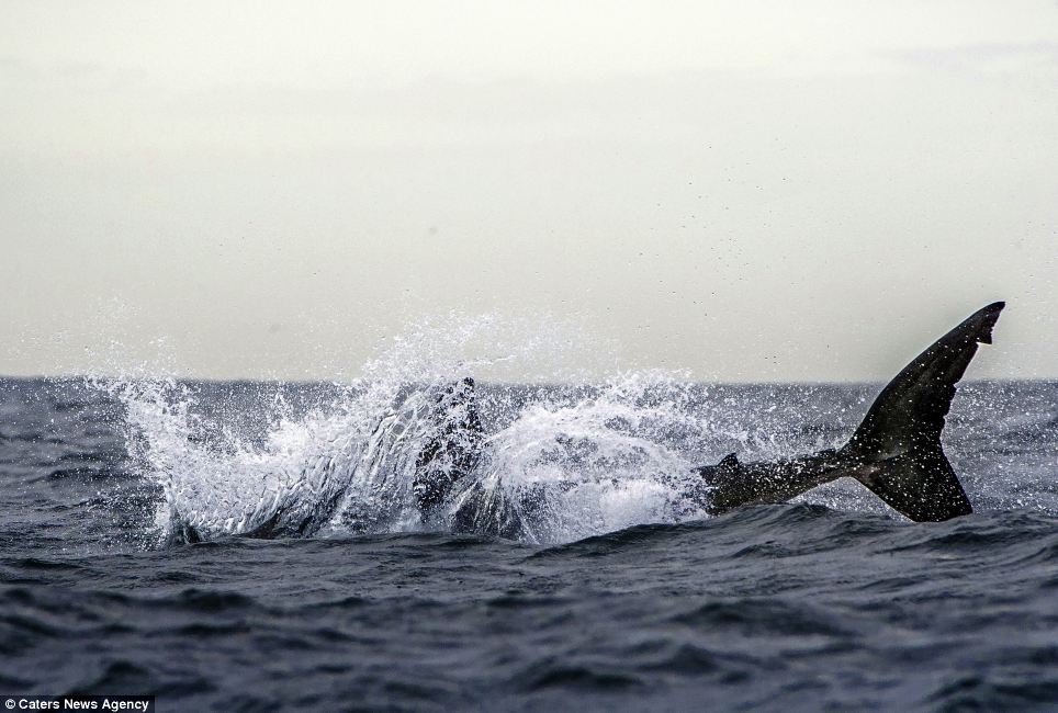 Un grand requin blanc attrape en plein vol un phoque! (5)