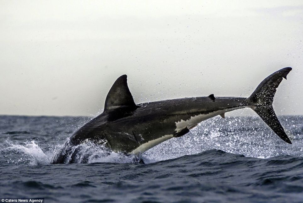 Un grand requin blanc attrape en plein vol un phoque! (4)