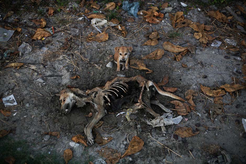 Le 6 novembre 2012 dans le quartier de Pikesake à l'est de Kyaukphyu au Myanmar, un petit chien à c?té du cadavre de sa mère. REUTERS / Minzayar