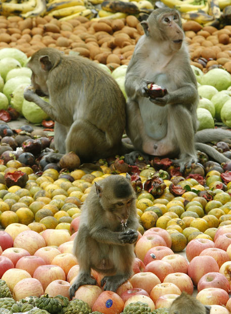 Tha?lande : un gala de fruits pour remercier les singes (13)