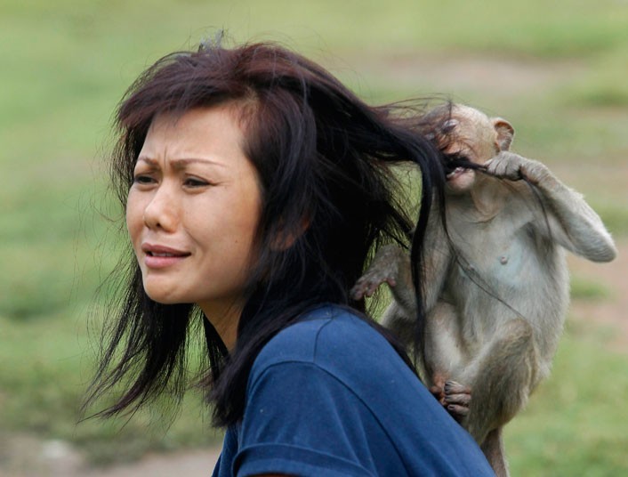 Un singe joue avec les cheveux d'une touriste 