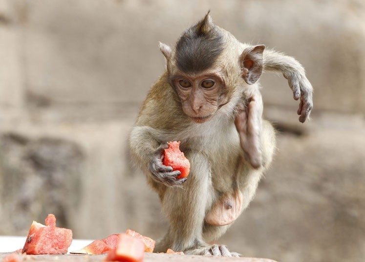 Tha?lande : un gala de fruits pour remercier les singes (7)