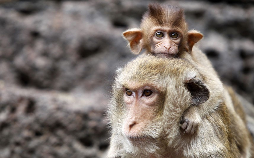 Tha?lande : un gala de fruits pour remercier les singes (6)