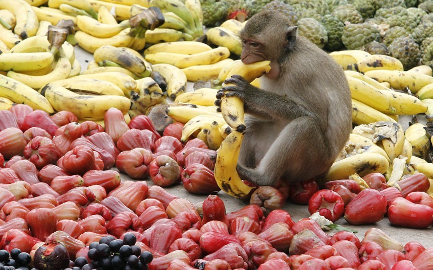 Tha?lande : un gala de fruits pour remercier les singes (5)