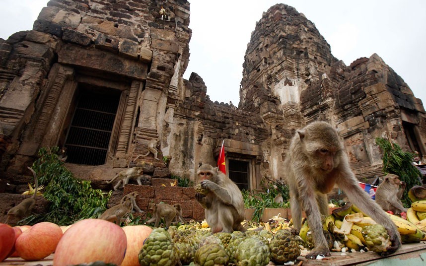 Tha?lande : un gala de fruits pour remercier les singes (2)