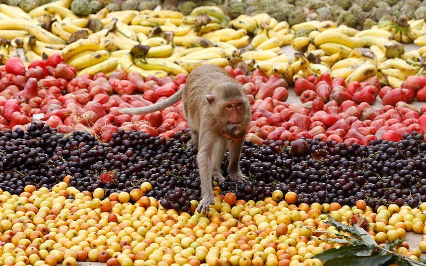 Tha?lande : un gala de fruits pour remercier les singes