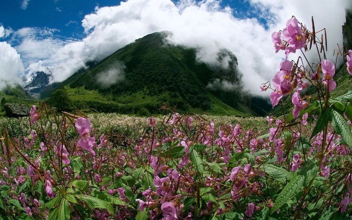 La vallée des fleurs, Inde