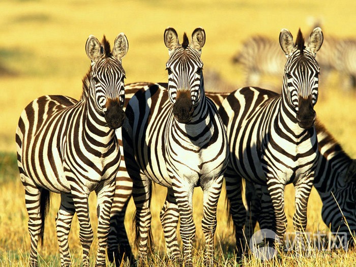 EN IMAGES: migrations des animaux en Afrique