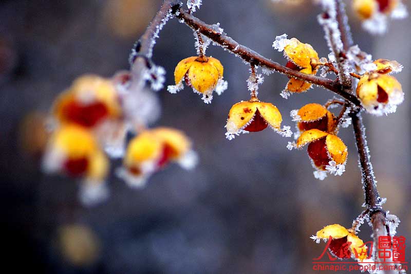 Une Chine magnifique sous la neige (17)