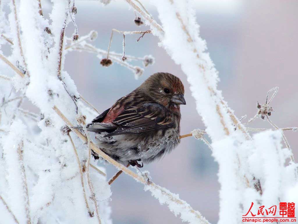 Une Chine magnifique sous la neige