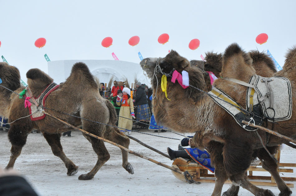 Ouverture du Naadam hivernal en Mongolie intérieure (7)