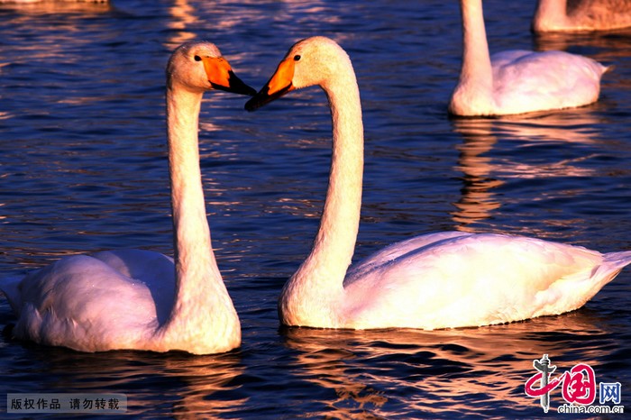 Rongcheng : le coucher de soleil au bord du lac des cygnes