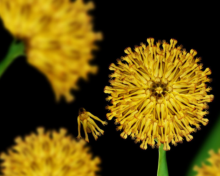 Les ? fleurs humaines ? magnifiques de Cecelia Webber (35)