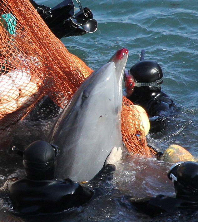 Des pêcheurs japonais massacrent des dauphins (2)