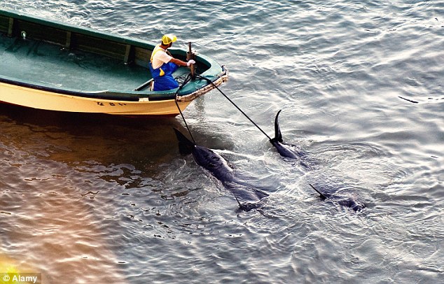 Des pêcheurs japonais massacrent des dauphins (9)