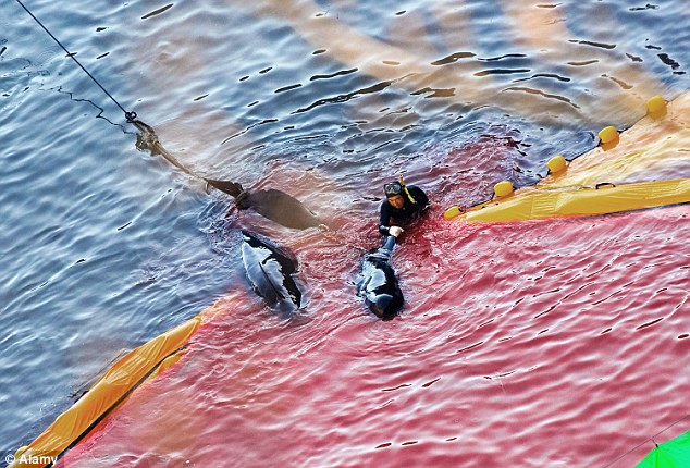 Des pêcheurs japonais massacrent des dauphins