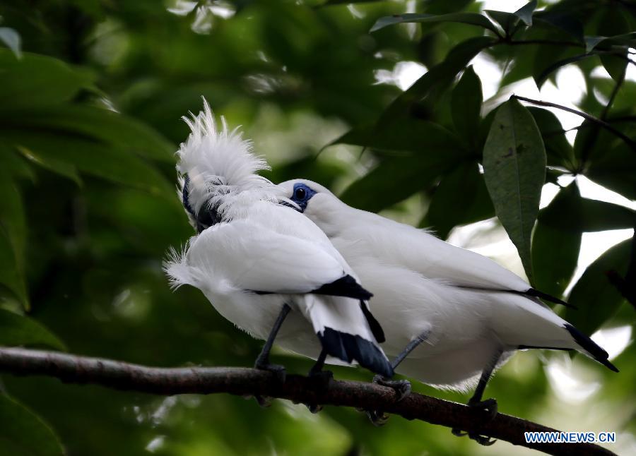 Photos: des oiseaux adorables dans le parc de Hong Kong (5)