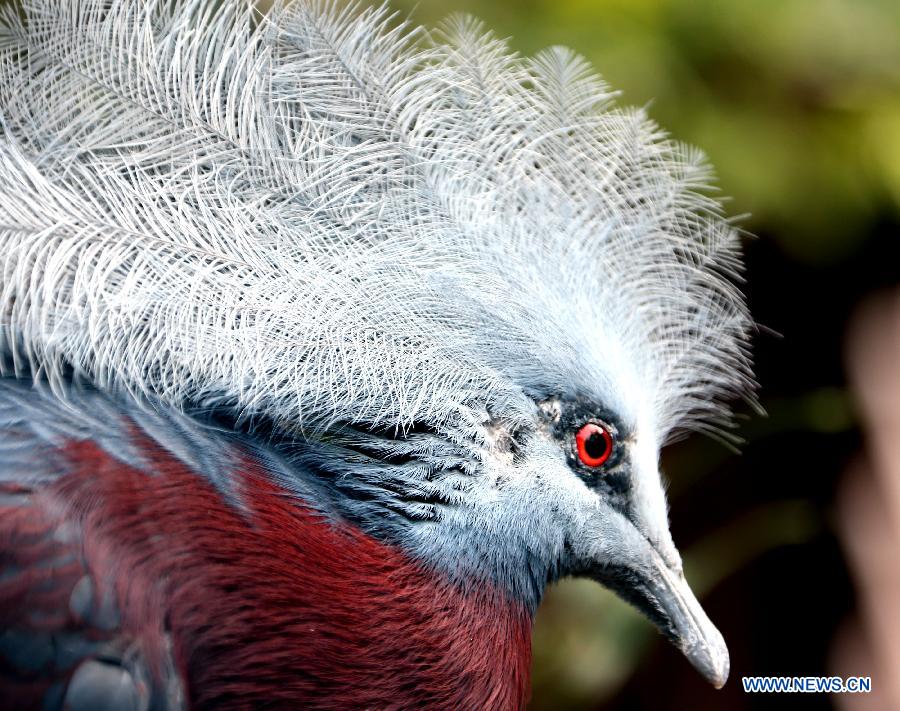 Photos: des oiseaux adorables dans le parc de Hong Kong (2)