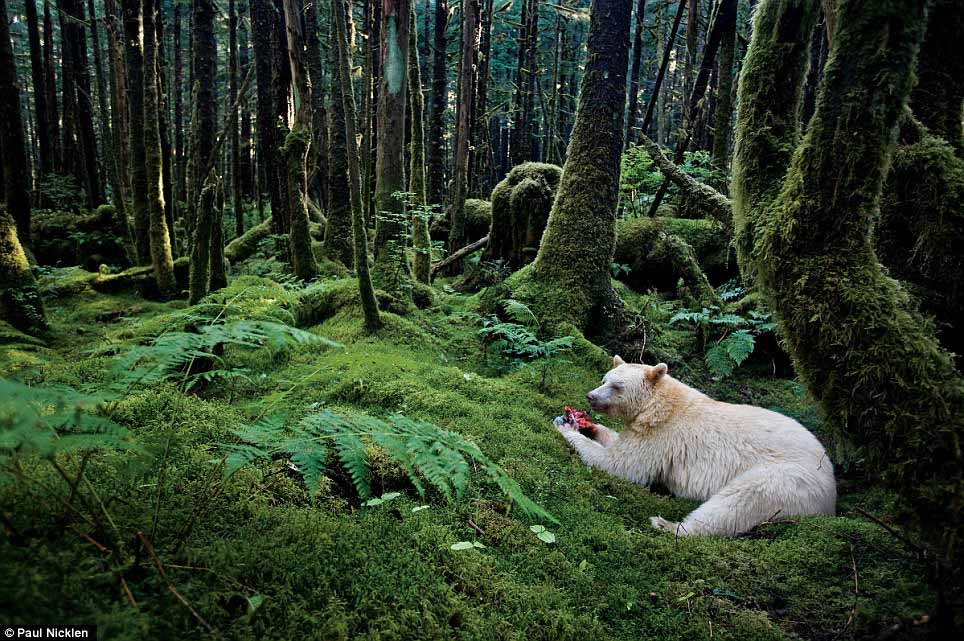 Numéro spécial pour le 125e anniversaire du National Geographic (8)