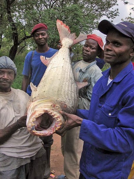 EN IMAGES: les poissons horribles (16)